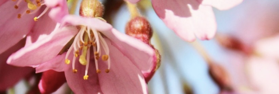 How to be more eco-friendly - cherry tree