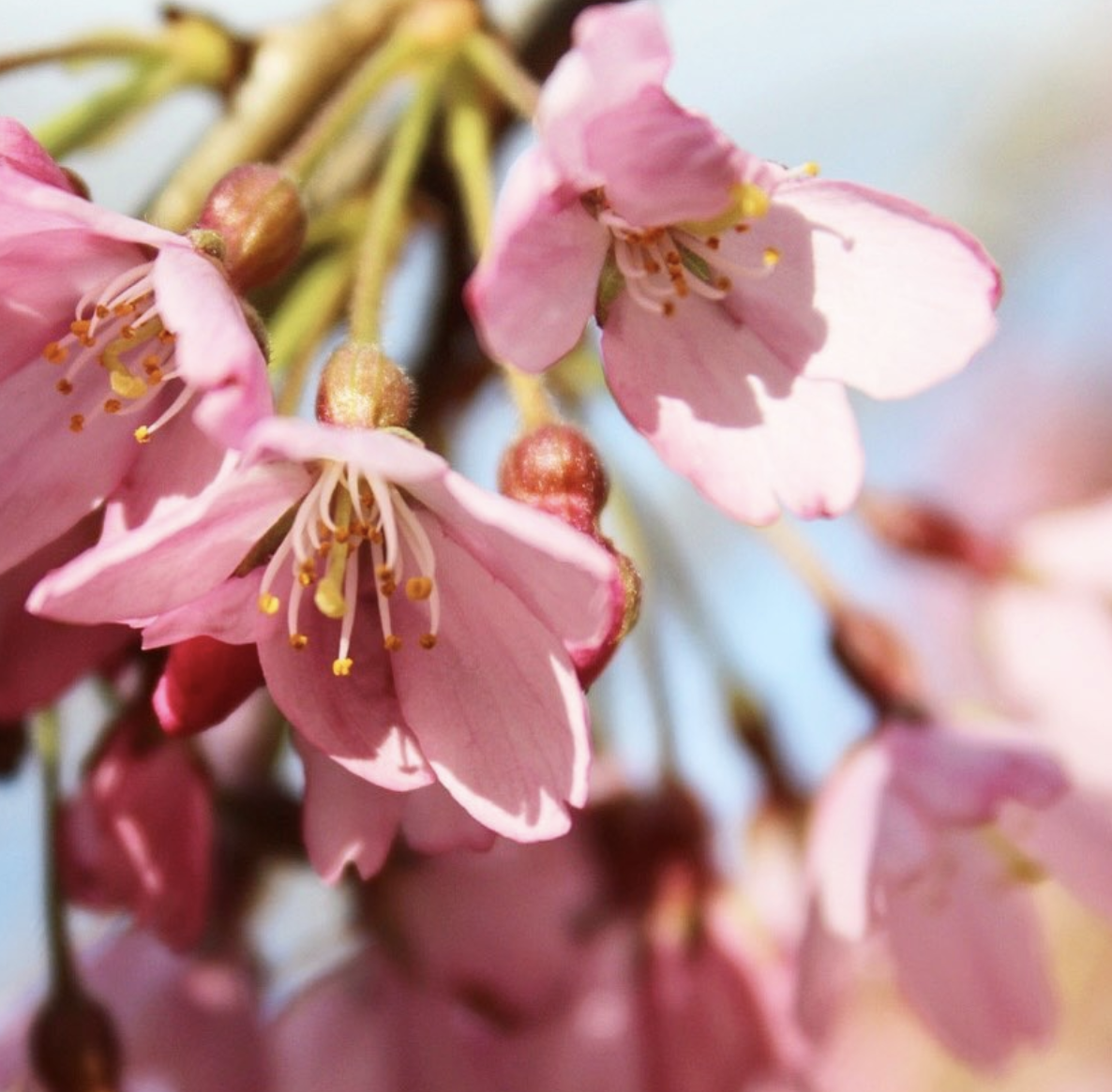 How to be more eco-friendly - cherry tree