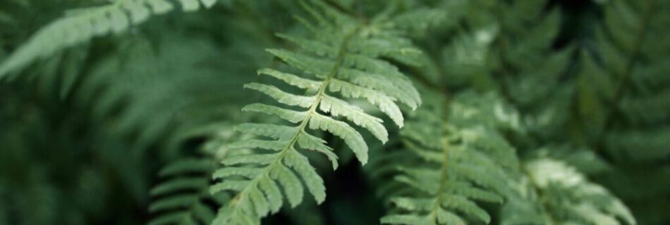 Saving the Amazon rainforest