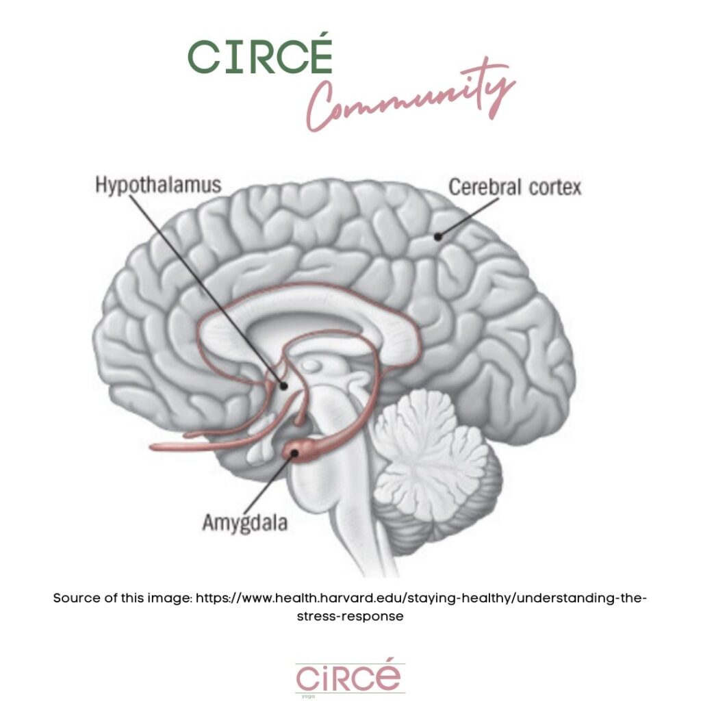 Brain in anxiety