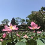 Lotus flowers.